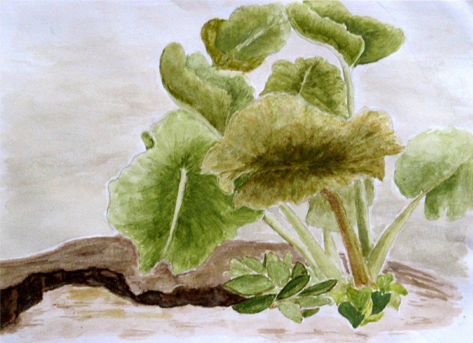 Olifantsoor, Saba — schilderij van Eugènie Herlaar